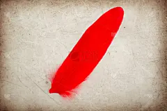 美丽的抽象颜色粉红色和红色羽毛上的棕色和白色孤立的背景和壁纸