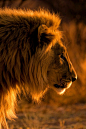 Golden Lion Christopher Spiteri - Some people feel the rain. Others just get wet. : “  Golden Lion  Christopher Spiteri ”