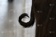 阿富汗灵缇犬的尾巴