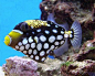 clown triggerfish