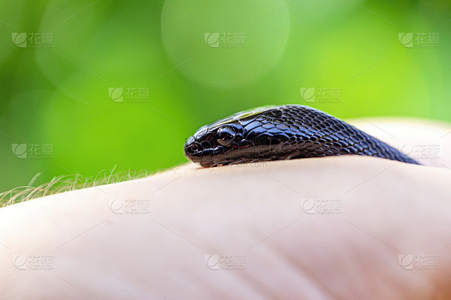 墨西哥黑王蛇(Lampropeltis getula nigrita)是较大的青色科蛇的一部分，也是