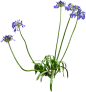 百子莲03