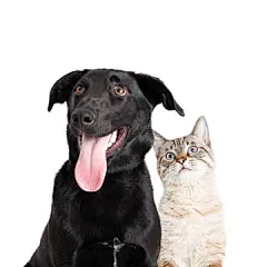 点击来源直接获取大图文件 |兴奋好奇的狗和猫特写，背景为白色 