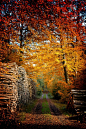 ata-raxie:<br/>Autumn Dream #2 by Carsten MeyerdierksSachsenwald, near Hamburg, Germany<br/>