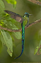 ❥ what a beautiful hummingbird