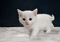 General 2048x1463 kittens baby animals white cat animals