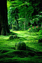 50 Astonishing Photos of Marvelous Places Around the World, That You Must Visit (Part 2), Mossy Folk Kyoto Japan