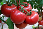 西红柿是属于夏季的时令蔬菜，因此，在夏季食用西红柿才是最新鲜，最安全的，而在其他季节食用的西红柿多属于大棚产品。大部分地区会6-8月份成熟，具体成熟时间和种植时间、气候条件以及品种特性有关，比如有的地区在春季的2-5月播种，可在6月成熟