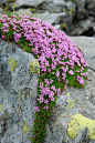 Moss Campion: Silene acaulis [Family: Caryophyllaceae]