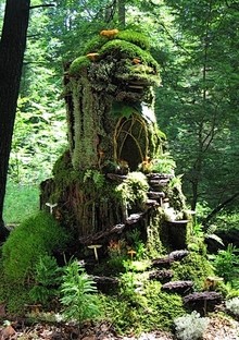 树屋，童话的世界！ 这里面是不是住着小精...