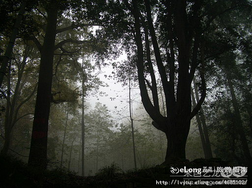 缙云山的树（缙云美景之十二）, 陌上颜烬...