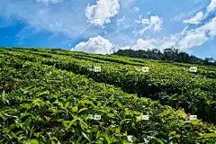 茶 草本植物 绿色 Mac壁纸 看法 自然 和平 茶园 叶子