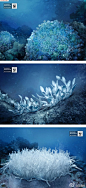花瓣网：创意公益广告《使命》：你知道70%的塑料无法在海底分解吗？