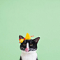 A Cat Named Princess Cheeto Stars In The Best Photo Series Of All Time | CCUK : Did we mention her name is Princess Cheeto? 
