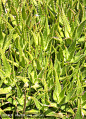 芦荟植物从大自然。
Aloe vera plants from nature.