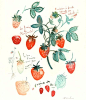 一组来自法国水彩画家Lucile Prache食物的水彩画