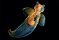 裸海蝶 走近世界最神奇美丽生物：这张裸海蝶（学名：Clione limacina）图片由知名的水下生物摄影师亚历山大·谢苗诺夫（Alexander Semenov）拍摄。裸海蝶又被称为海天使，是一种腹足纲的软体动物。
