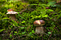 美丽的牛肝菌(牛肝菌edulis)生长在绿色苔藓在秋天的森林。