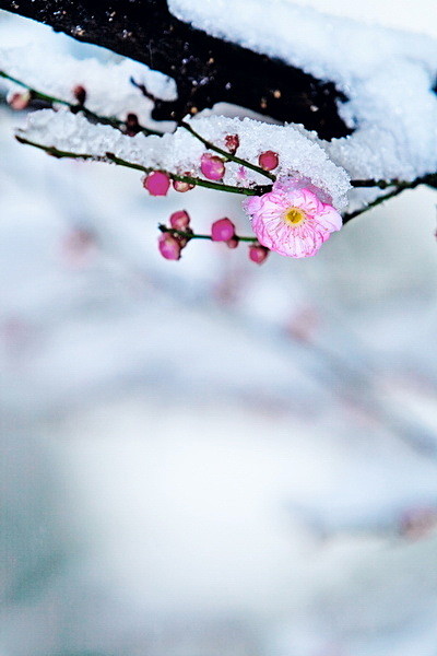 前村深雪里，
昨夜一枝开