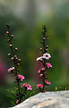 松红梅，又称松叶牡丹。桃金娘科细子木属常绿小灌木，花期冬春。品种甚多，花有单瓣及重瓣，花色有红、桃红、粉红色等。喜凉爽湿润、阳光充足环境。耐修剪。有很强的抗菌能力，可提取精油。