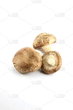 香菇,自然,垂直画幅,褐色,小的,素食,原始视频,秋天,无人,蘑菇