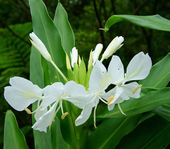 野姜花又名蝴蝶姜、白蝴蝶花，无需多舌，只要看一眼她的花模样，任谁都会同意她该有这些别号。一朵朵白花开在枝头上，真是像极了一群聚集在野姜上 ...