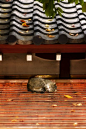 Stray cat sleeping on Japanese roof tiles