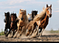 Mongolia Horses - stock photo