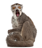 野生动物,影棚拍摄,坐,微笑,灵长目_122700776_Crowned lemur - Eulemur coronatus (2 years old)_创意图片_Getty Images China