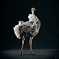 Somali Ostrich (female), Yuriy Dulich : Another CG bird project wherein I tried to create a photorealistic and anatomically accurate model of female Somali Ostrich. Hi-detailed sculpting I did in ZBrush. All grooming and scattering works of feathers I use