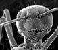 Image result for scanning electron microscope magnification