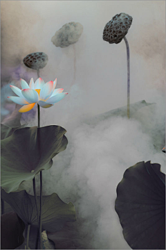 芫荽cy采集到Bahman  Farzad