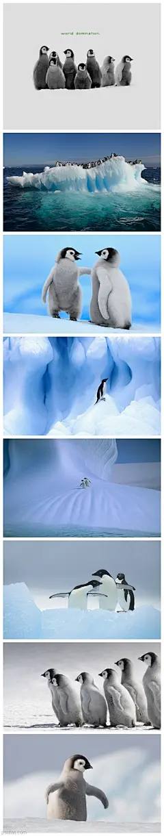 每日桌面-企鹅 高清壁纸桌面转载自@意匠id   - PS饭团网