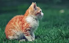 高清可爱小萌猫壁纸