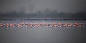 damijan sedevčič在 500px 上的照片flamingos