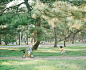 Untitled : Pentax 67II, 105mm F2.4, KODAK PORTRA 400, developed by FRAME*  Online Print Shop hideakihamada.stores.jp/