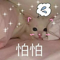 冰糖啊！采集到猫咪呀