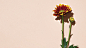 1ab13a0efc639f1f0518_b_special_08.jpg