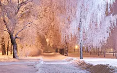 雪中的大树高清桌面壁纸