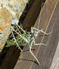 Lichen Katydid (Markia hystrix) - The Grasshopper of South Africa