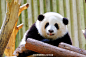 分享一下大熊猫和花的美图