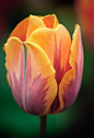 郁金香;依尔恩公主;（　单瓣早花型 　　别名：孟德尔早花型郁金香 　　单瓣、杯状，单色或复色，茎秆强壮，早春或中春开花。是促成栽培中的主要品种。 　　此型闻名于17世纪末，由欧洲郁金香品种中的一级高茎苗选育而来。花杯状或高脚杯状，带彩缘、斑点或火焰状花心，有些品种有香味。以开花最早而定名，大多适于早春1-2月促成栽培，花期为3月下旬至4月上旬。（单瓣晚花型 　　此型又被叫做孟德尔型。群体庞大，包括达尔文杂种型及大部分英国、荷兰杂种型，现在将很多不能归属于其他类型的品种均归为此型。花期晚。植物中等或高大，约