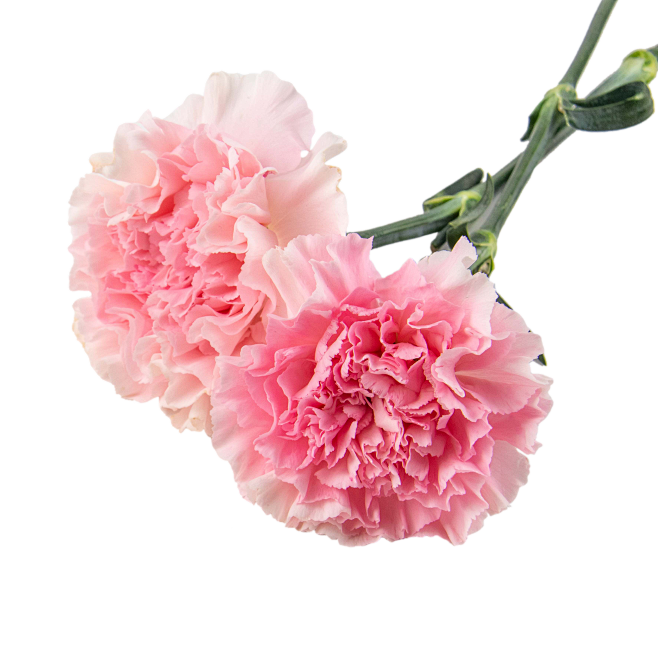 粉红色鲜花