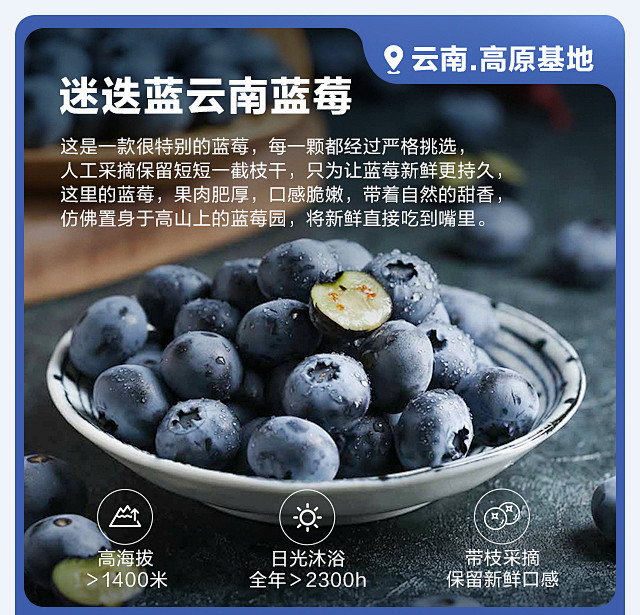 云南蓝莓
