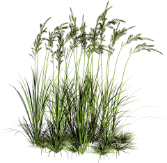 wwwww47采集到PS-植物-地被