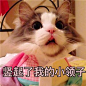 猫咪斗图 表情包 文字_百度图片搜索