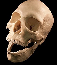 骨骼骨头人体骨骼图片