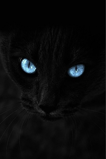 女巫们的精灵 黑猫小清新美图 | Ala...
