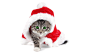 #Christmas, #cats | Wallpaper No. 118213 - wallhaven.cc