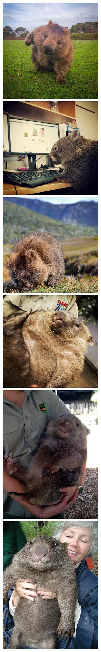 袋熊，是澳洲的有袋類動物，牠們的腿短短肌...